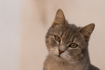 close up of a cat