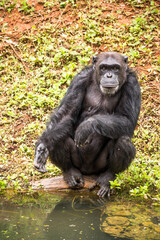 chimpanzee