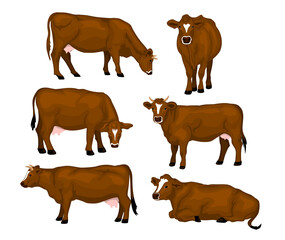 Brown cattle set. Cows standing, lying, eating, grazing, side and front view