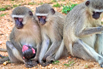 Vervet Monkey, Cercopithecus aethiops, Kruger National Park, South Africa, Africa