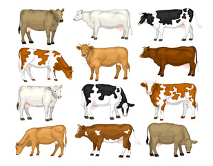 Dairy cattles set. Swiss brown, ayrshire, holstein, milking white and brown shorthorns, guernsey and jersey cows collection.