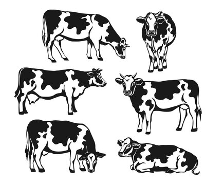 Holstein cattle silhouette set. Cows front, side view, walking, lying, gazing, eating, standing