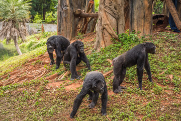 chimpanzee