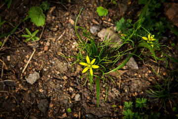 yellow flower in the garden