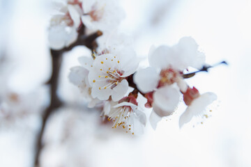 Beautiful spring blooming cherry tree, white flowers