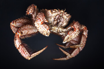 Boiled hairy or horsehair crab, selective focus