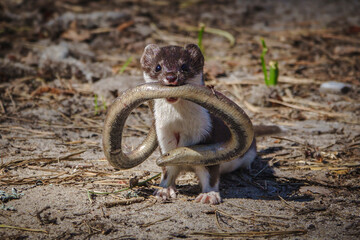 Formidable hunter