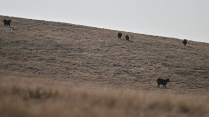 Angus and Murray grey cattle grazing on grass
