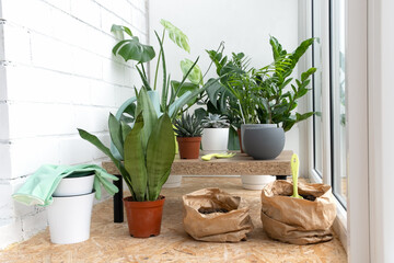 Collection of various home plants: cacti, succulents, monstera, zamiokulkas, aloe vera in different pots. Concept of home garden. Taking care of home plants.