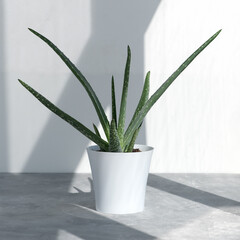 Beautiful aloe vera plant in a modern pot in the sun against the background of a white wall. Home plant in a modern interior. The concept of minimalism