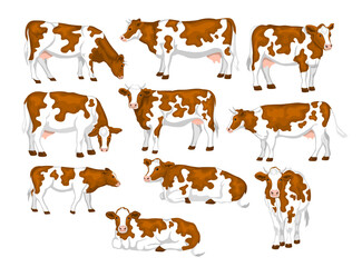 Ayrshire red and white patched coat breed cattles set. Cows front, side view, walking, lying, gazing, eating, standing