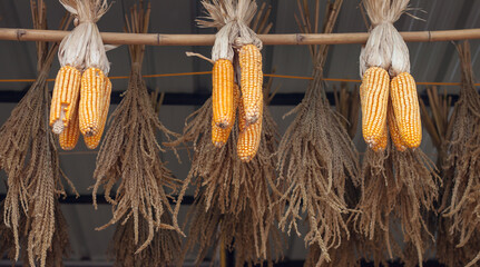 Dried corn  and dried corn flowers  on a bamboo rod.