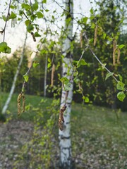 birch grove in spring