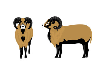 Mouflon sheep vector illustration , side and front view