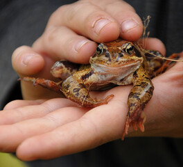 Close up of a frog in the hands of a child.