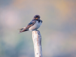 A barn swallow on a poll