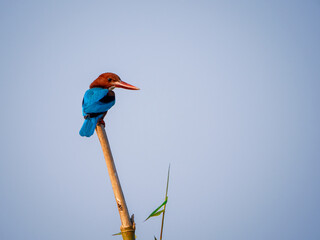 kingfisher on a branch