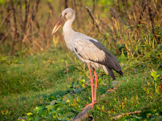 stork in the grass