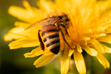 bee on flower