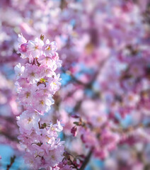 Pink cherry blossoms