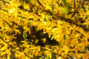 Yellow forsythia hedge in bloom with vast floral density