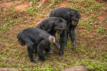 chimpanzee