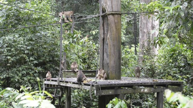 Orangutans from Sabah in Malaysian Borneo during feeding time