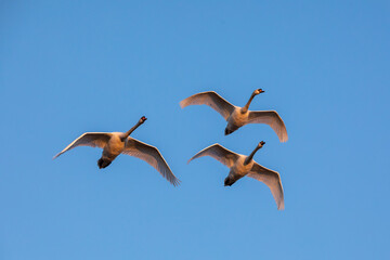 Swan in flight