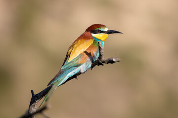 European bee eater