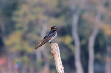 bird on a branch