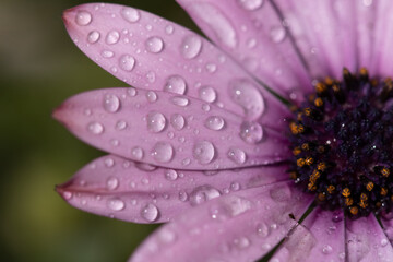 dew drops on pink flower