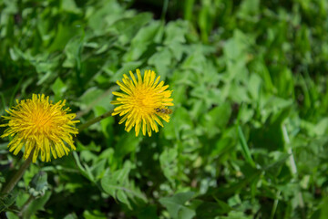 Dandelion flowers and fluff. A perennial plant of the Asteraceae family that grows on the roadside.