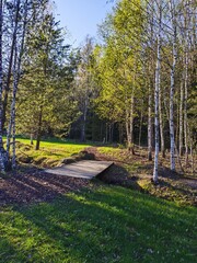 Spring in the forest