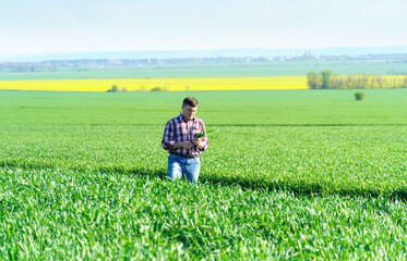 Fototapeta na wymiar a man as a farmer walking along the field, dressed in a plaid shirt and jeans, checks and inspects young sprouts crops of wheat, barley or rye, or other cereals, a concept of agriculture and agronomy