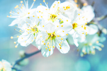 White Cherry Blossoms in Full Bloom