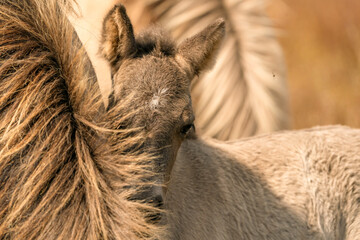 Mare and foal konik horses head in a nature reserve, they graze in the golden reeds © Dasya - Dasya