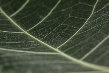 A close up of green leaf