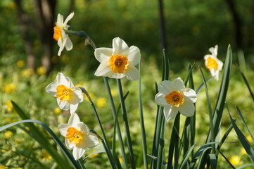 narcissus