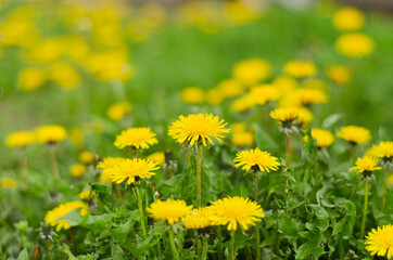 glade with blooming dandelions in green grass