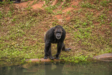 chimpanzee