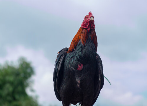 The Ayam Kampung is the chicken breed reported from Indonesia or Free-range chicken is a term in Indonesia for domestic chickens that are not handled by mass cultivation.
