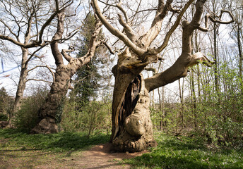 Three hundred year old sweet chestnut tree in the spring