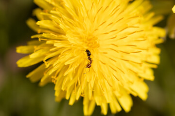 yellow flower