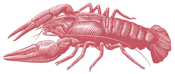 Crayfish. Editable hand drawn illustration. Vector vintage engraving. Isolated on white background. 8 EPS - 433401222