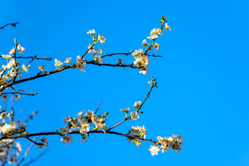 Blossoming tree branches due to spring. Beautiful blossom on nature background. Beautiful spring flowers on a tree branch. Close up of white wild prunus sp flowers