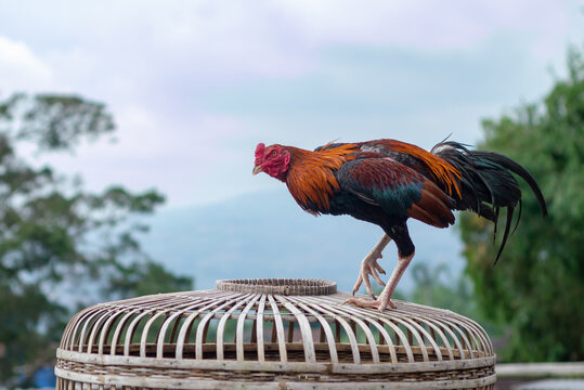 The Ayam Kampung is the chicken breed reported from Indonesia or Free-range chicken is a term in Indonesia for domestic chickens that are not handled by mass cultivation.
