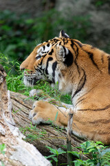 爪とぎするトラ