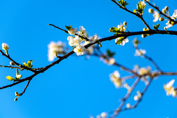 Blossoming tree branches due to spring. Beautiful blossom on nature background. Beautiful spring flowers on a tree branch. Close up of white wild prunus sp flowers