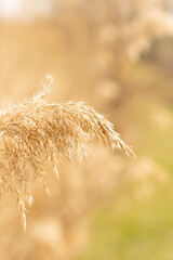 grass in the wind