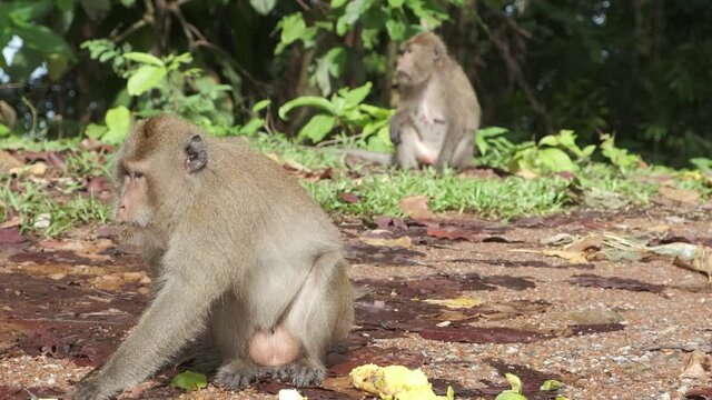 wild Macaque Monkey eats thrown away fruit